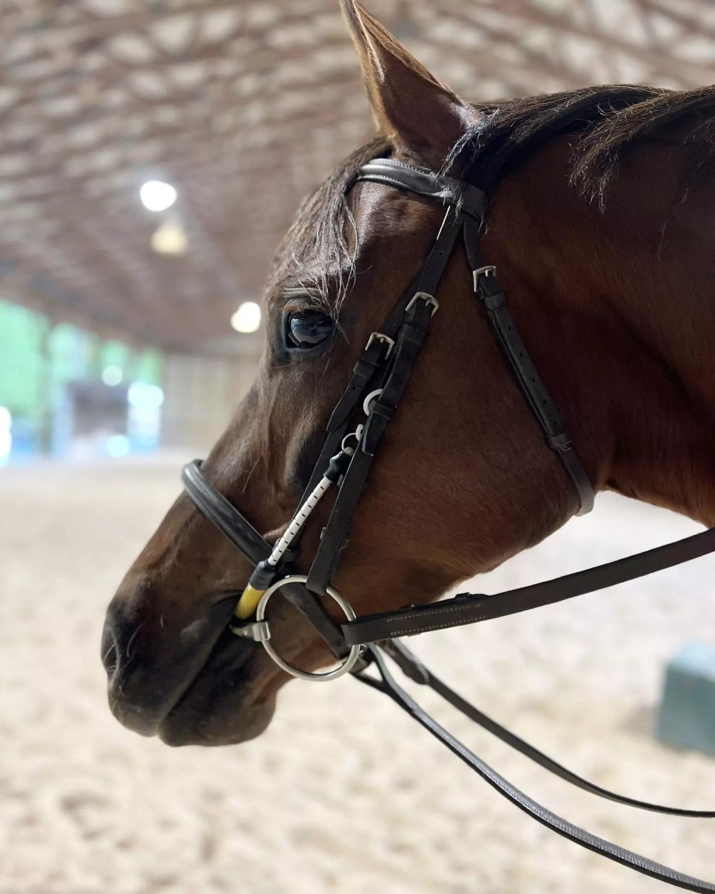 Busy Buddy Horse Pacifier - Bridle