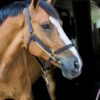Busy Buddy Horse Pacifier - Halter
